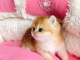 Show Kalite Golden Ny12 Orange British Shorthair Bebegim