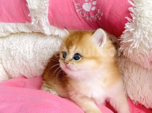 Show Kalite Golden Ny12 Orange British Shorthair Bebegim görsel