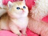 Kalite Sevelere Özel Golden Ny12 Şampanya British Shorthair