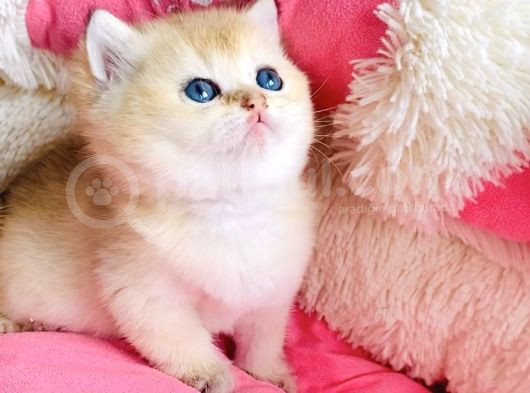 Kalite Sevelere Özel Golden Ny12 Şampanya British Shorthair görsel