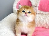 Show Kalite Golden Ny12 Orange British Shorthair Bebegim