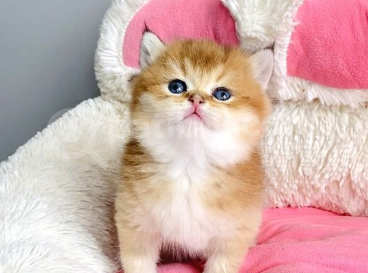 Show Kalite Golden Ny12 Orange British Shorthair Bebegim görsel
