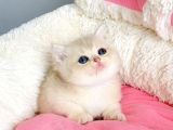 Değerini Bilene Golden Cy12 British Shorthair Bebegim