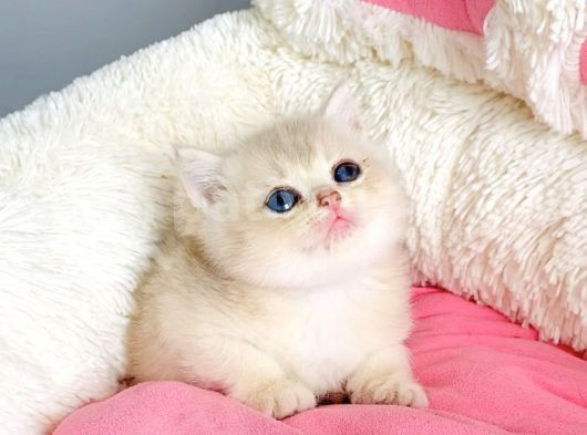 Değerini Bilene Golden Cy12 British Shorthair Bebegim görsel