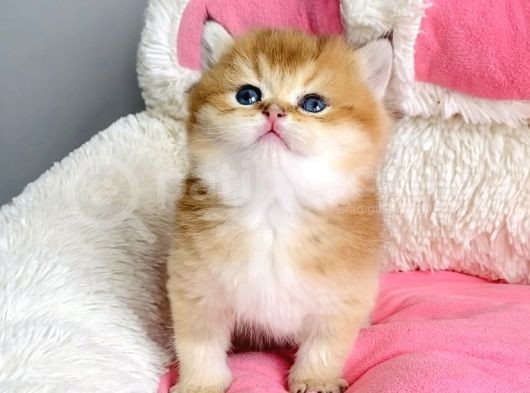 Show Kalite Golden Ny12 Orange British Shorthair Bebegim görsel