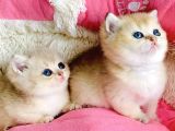 Kalite Sevelere Özel Golden Ny12 Şampanya British Shorthair