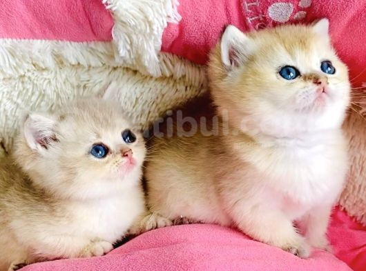 Kalite Sevelere Özel Golden Ny12 Şampanya British Shorthair görsel