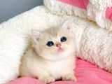 Değerini Bilene Golden Cy12 British Shorthair Bebegim