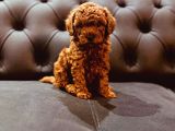 Toy Poodle Üst Kalite 1 Dişi 1 Erkek