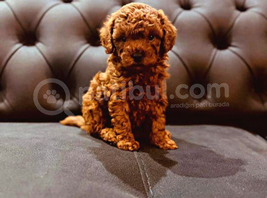 Toy Poodle Üst Kalite 1 Dişi 1 Erkek görsel