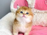 Show Kalite Golden Ny12 Orange British Shorthair Bebegim