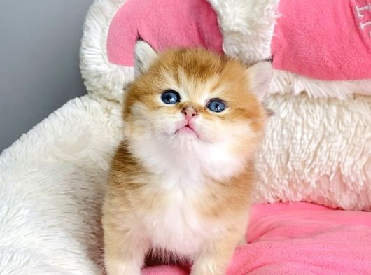Show Kalite Golden Ny12 Orange British Shorthair Bebegim görsel
