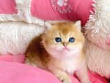 Show Kalite Golden Ny12 Orange British Shorthair Bebegim