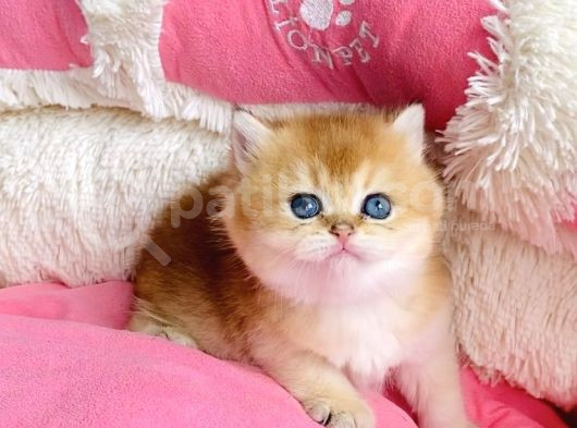 Show Kalite Golden Ny12 Orange British Shorthair Bebegim görsel