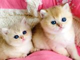 Kalite Sevelere Özel Golden Ny12 Şampanya British Shorthair