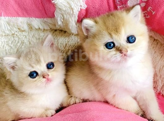 Kalite Sevelere Özel Golden Ny12 Şampanya British Shorthair görsel