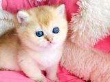Kalite Sevelere Özel Golden Ny12 Şampanya British Shorthair