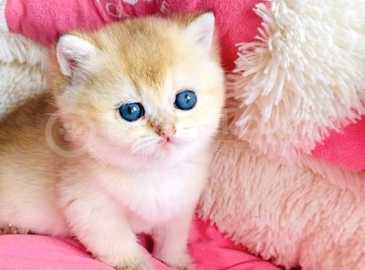 Kalite Sevelere Özel Golden Ny12 Şampanya British Shorthair görsel