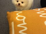 Enerjik Kartopu Tadında Pomeranian Boo