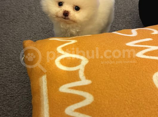 Enerjik Kartopu Tadında Pomeranian Boo görsel