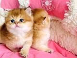 Show Kalite Golden Ny12 Orange British Shorthair Bebegim