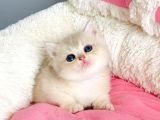 Değerini bilene golden CY12 british shorthair bebegim