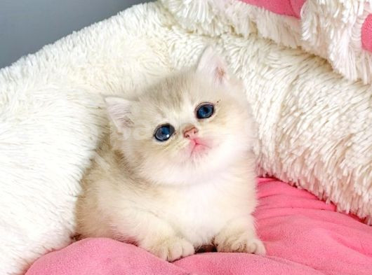 Değerini Bilene Golden Cy12 British Shorthair Bebegim