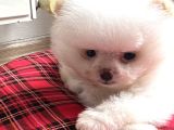 Enerjik kartopu tadında Pomeranian boo