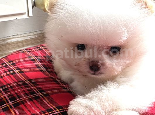 Enerjik Kartopu Tadında Pomeranian Boo
