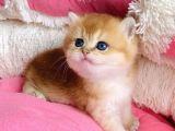 Show Kalite Golden Ny12 Orange British Shorthair Bebegim