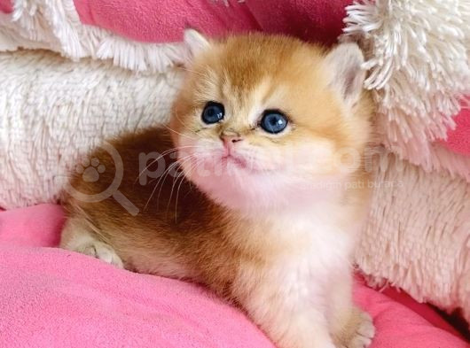 Show Kalite Golden Ny12 Orange British Shorthair Bebegim görsel
