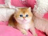Show Kalite Golden Ny12 Orange British Shorthair Bebegim