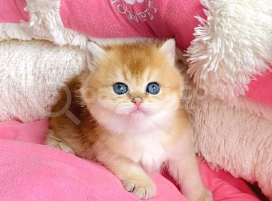 Show Kalite Golden Ny12 Orange British Shorthair Bebegim görsel