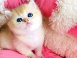 Kalite sevelere özel golden ny12 şampanya british shorthair
