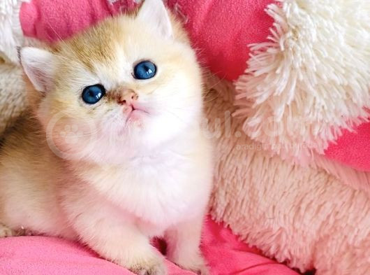 Kalite Sevelere Özel Golden Ny12 Şampanya British Shorthair