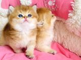 Show kalite golden ny12 orange british shorthair bebegim