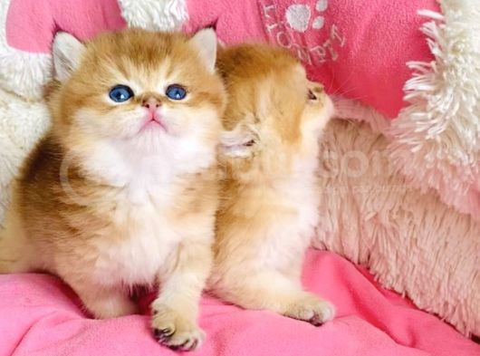Show Kalite Golden Ny12 Orange British Shorthair Bebegim