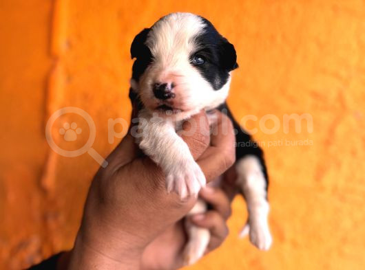 Mükemmel Kalitede Border Collie Bebekler Için Acele Edin görsel
