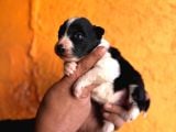 Mükemmel Kalitede Border Collie Bebekler Için Acele Edin