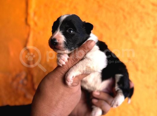 Mükemmel Kalitede Border Collie Bebekler Için Acele Edin görsel