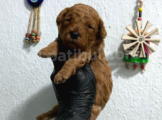Kıvır Kıvır Orjinal Poodle Minişlerim