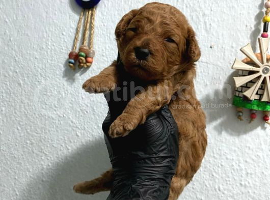 Kıvır Kıvır Orjinal Poodle Minişlerim görsel