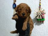 Kıvır Kıvır Orjinal Poodle Minişlerim