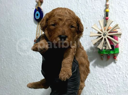 Kıvır Kıvır Orjinal Poodle Minişlerim görsel