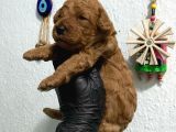 Kıvır Kıvır Orjinal Poodle Minişlerim