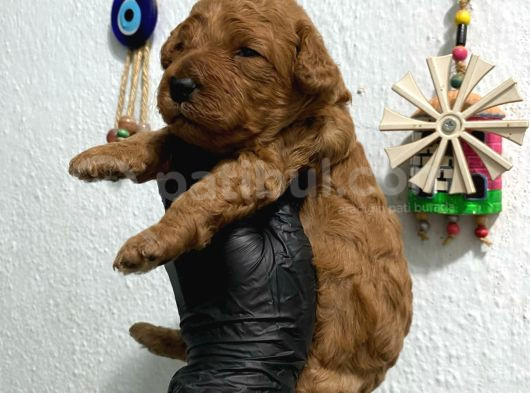 Kıvır Kıvır Orjinal Poodle Minişlerim görsel