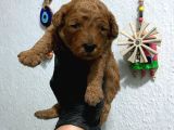Kıvır Kıvır Orjinal Poodle Minişlerim