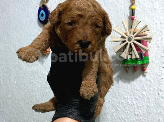 Kıvır Kıvır Orjinal Poodle Minişlerim görsel