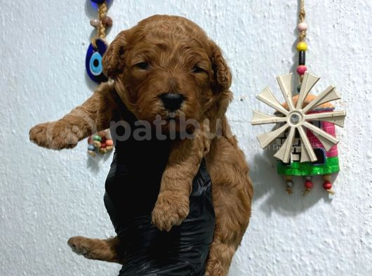 Kıvır Kıvır Orjinal Poodle Minişlerim görsel