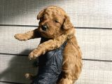 Pet Eğitimli Toy Poodle Bebeklerim